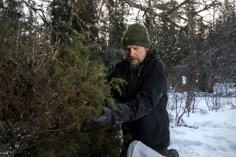 The juniper is harvested fresh in the woods before brewing